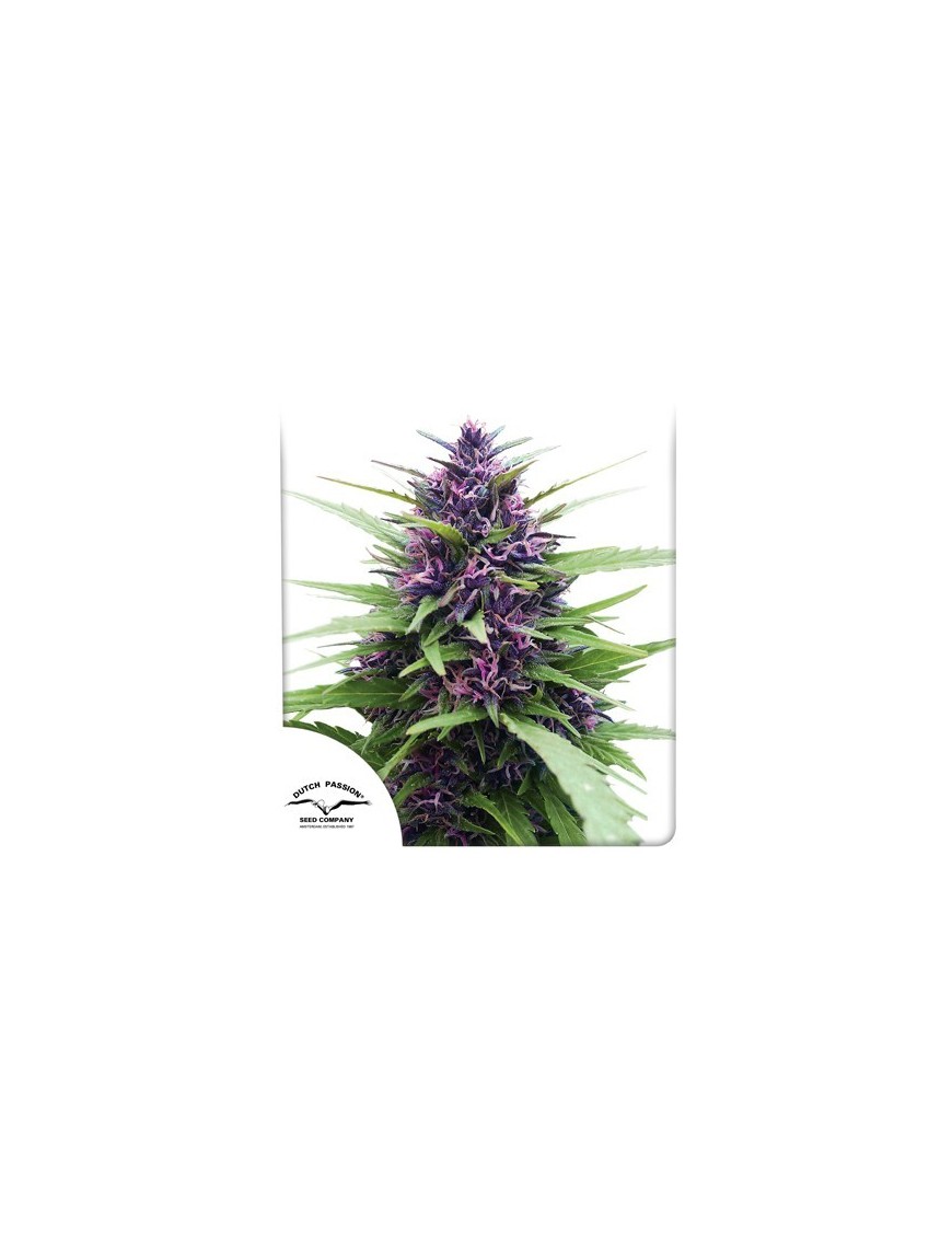 Shaman Feminized - Dutch Passion