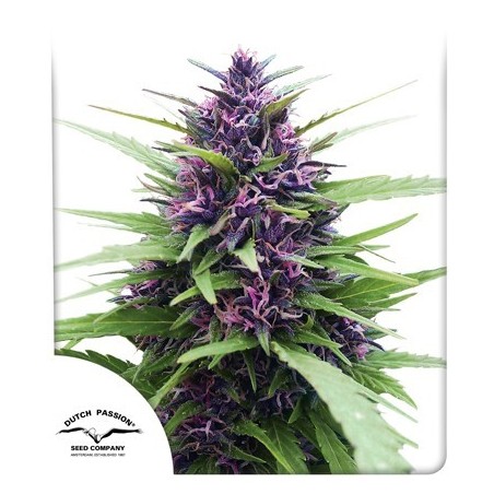 Shaman Feminized - Dutch Passion