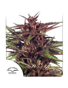 Twilight Feminized - Dutch Passion