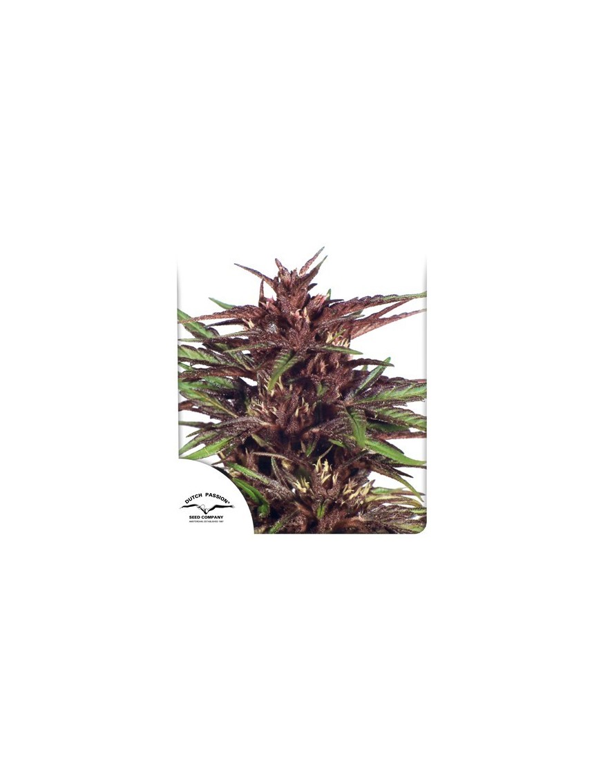 Twilight Feminized - Dutch Passion