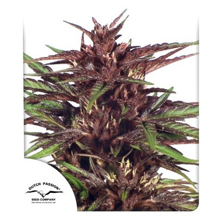 Twilight Feminized - Dutch Passion