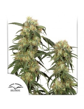 Pamir Gold Feminiz.- Dutch...