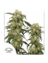 Pamir Gold Feminiz.- Dutch Passion