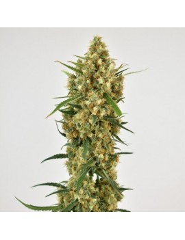 Snow Bud Femminiz. -Ja- Dutch Passion