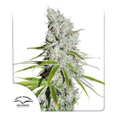 Escondido Haze - Dutch Passion