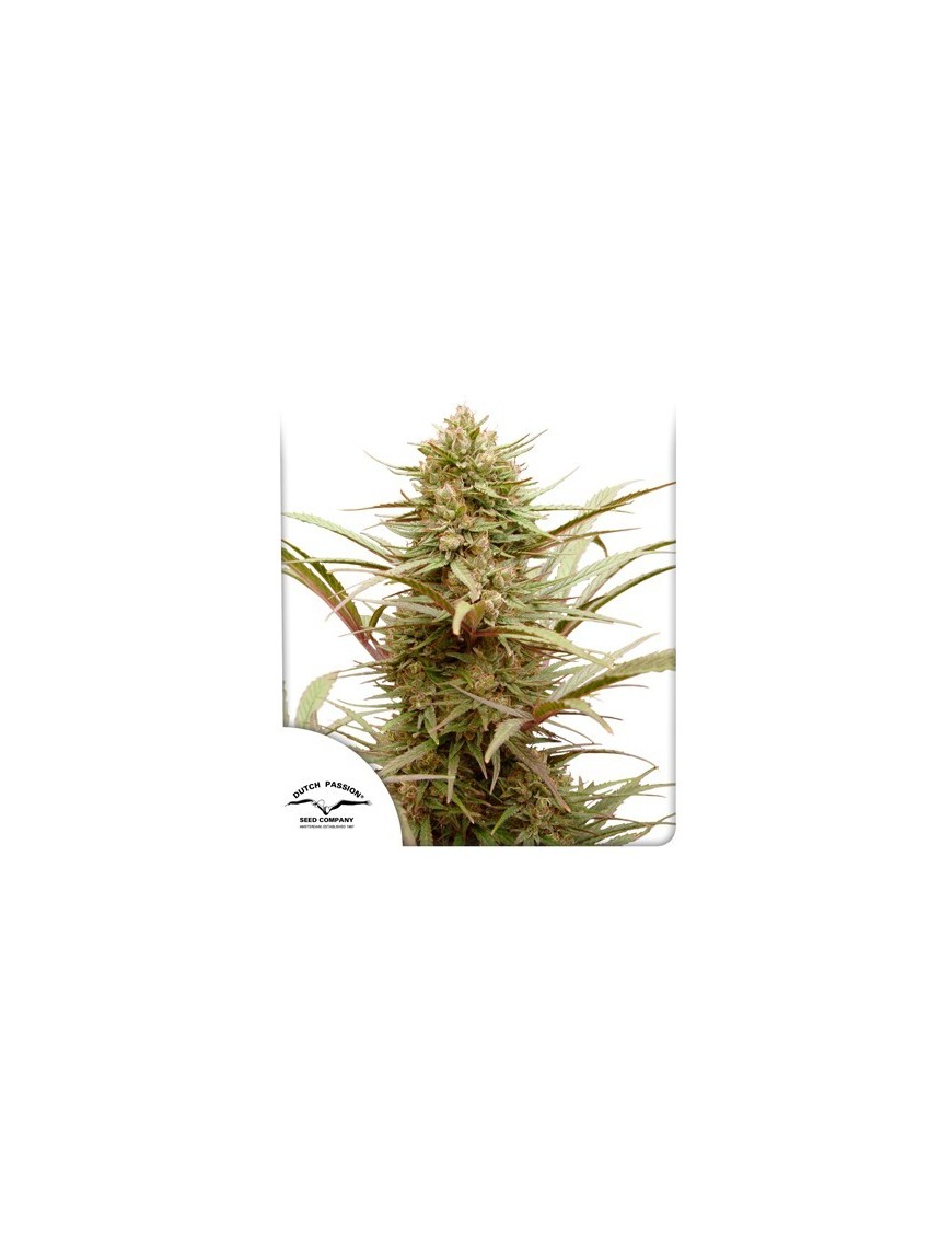 CBD-Mitgefühl – Dutch Passion