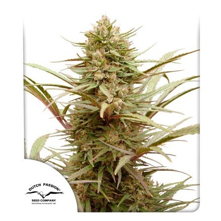 CBD-Mitgefühl – Dutch Passion