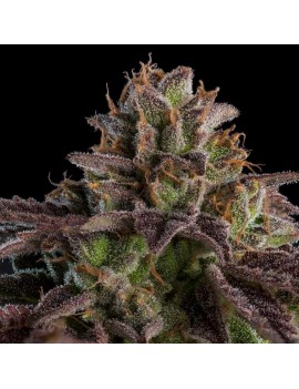 KMintz 3 semillas Feminizadas - Ripper Seeds