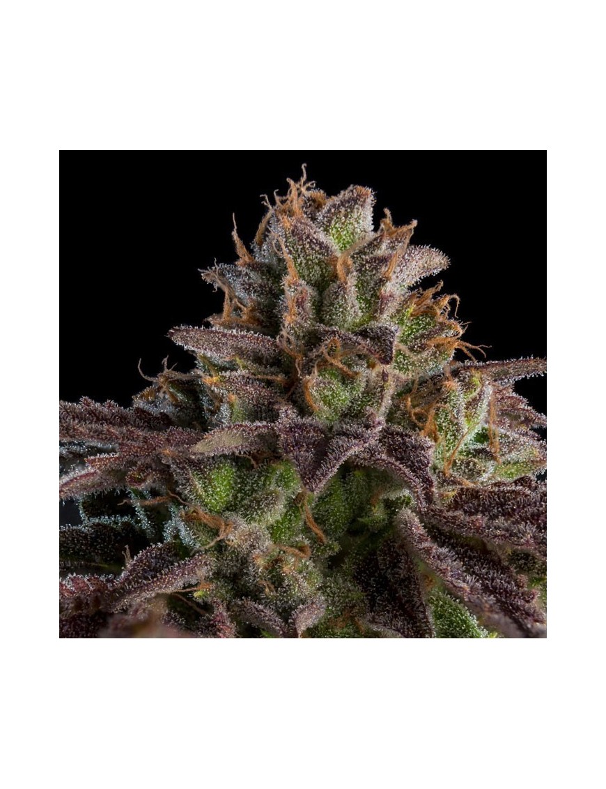 KMintz 3 semillas Feminizadas - Ripper Seeds