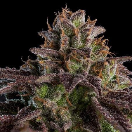 KMintz 3 Feminized seeds. - Ripper Seeds