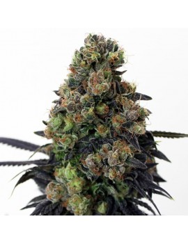 Säure Dough 3 Feminized Seeds - Ripper Seeds