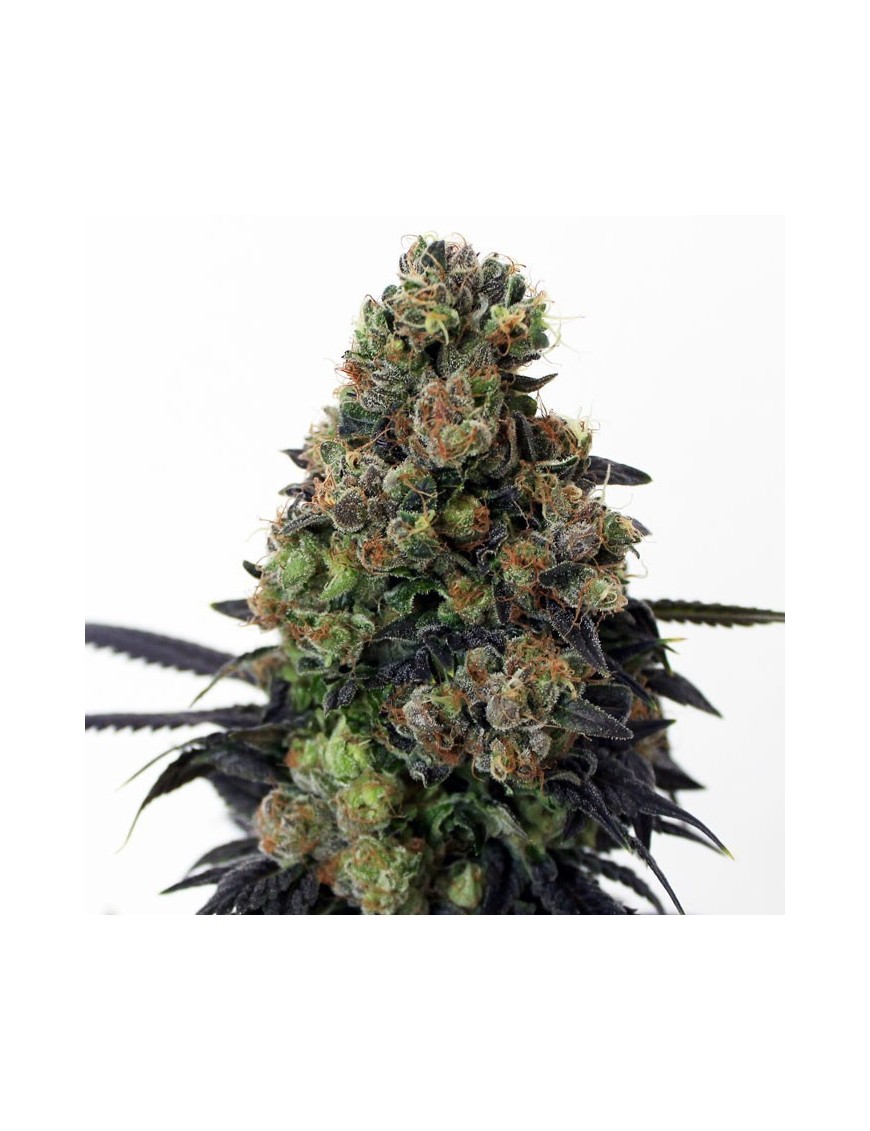 Acid Dough 3 Feminized seeds - Ripper Seeds