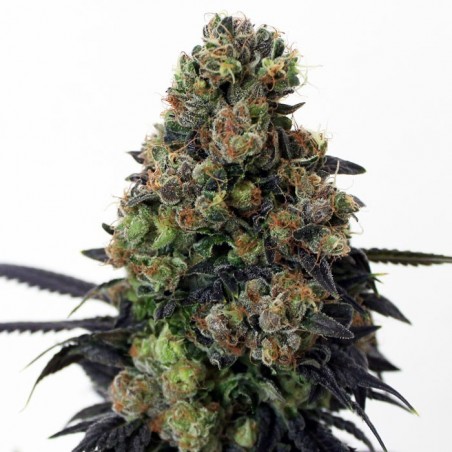 Acid Dough 3 Feminized seeds - Ripper Seeds