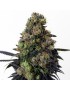 Acid Dough 3 Feminized seeds - Ripper Seeds