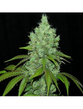 Black Valley 3 semi Femminizzata - Ripper Seeds