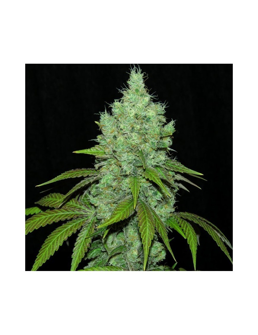 Black Valley 3 Feminized Seeds - Ripper Seeds