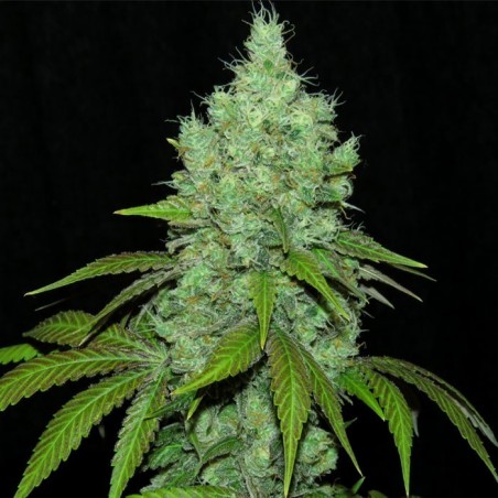 Black Valley 3 Feminized Seeds - Ripper Seeds