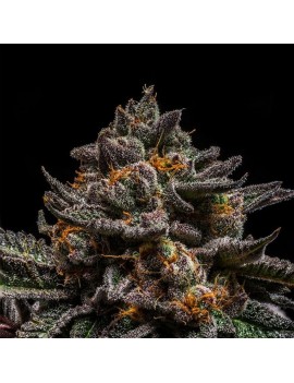 Brain Cake 1 Weiblich gesehen - Ripper Seeds