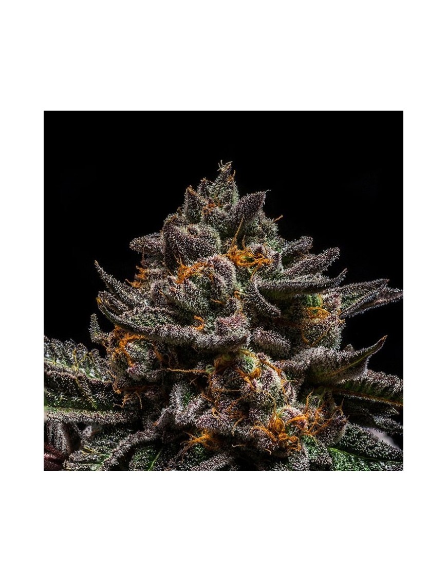 Brain Cake 1 Female Seed - Ripper Seeds