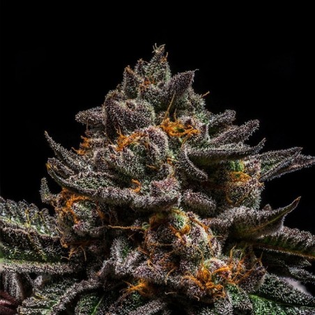 Brain Cake 1 Weiblich gesehen - Ripper Seeds