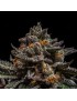 Brain Cake 1 Female Seed - Ripper Seeds