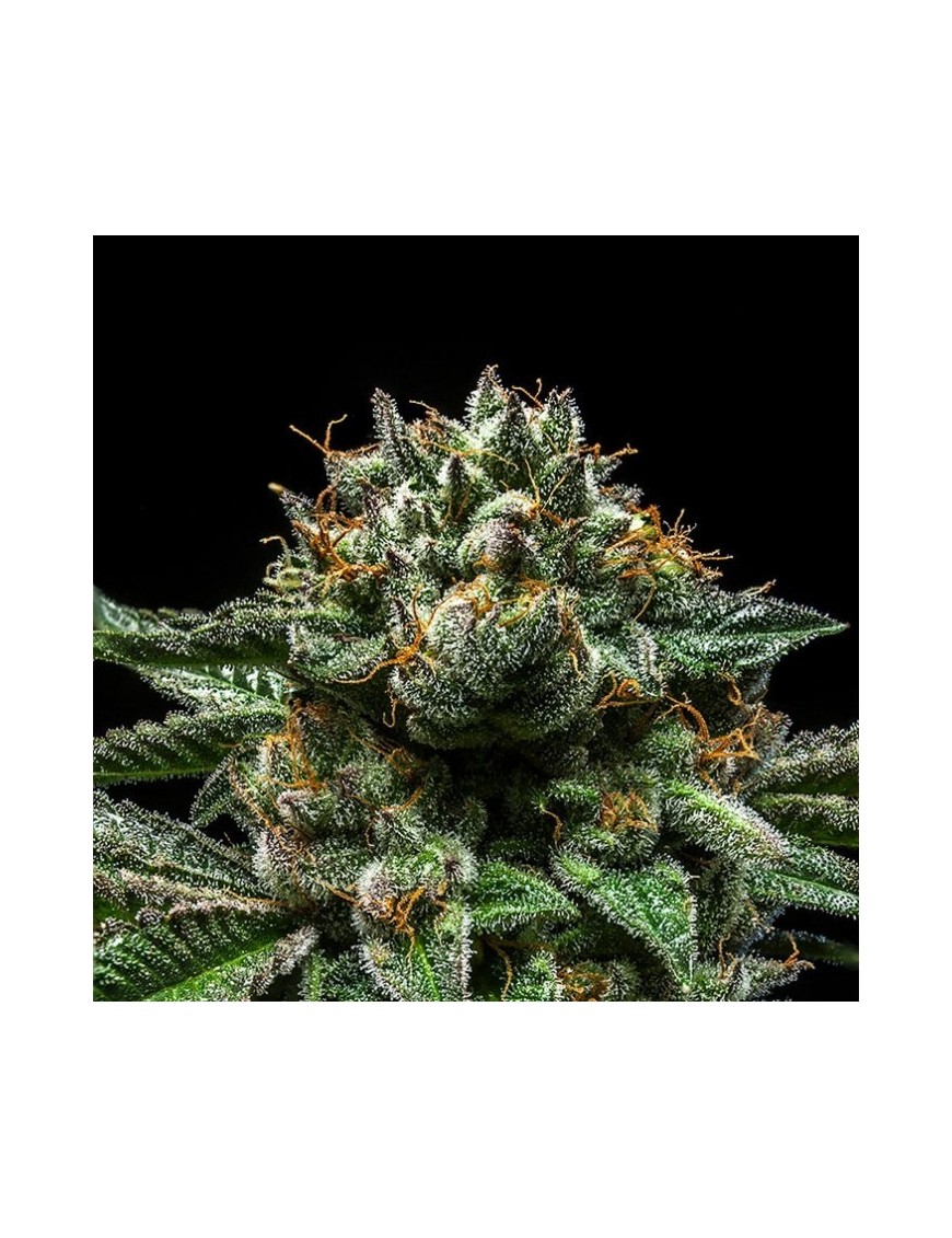 ChemPie 3 seeds Female - Ripper Seeds