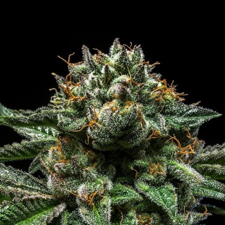 ChemPie 3 seeds Female - Ripper Seeds