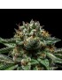 ChemPie 3 Samen Weiblich - Ripper Seeds