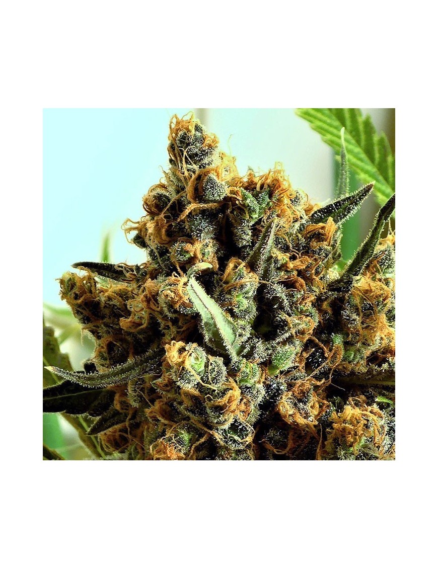 Criminal Plus 3 Femminiz seeds. - Ripper Seeds