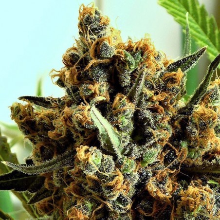 Criminal Plus 3 Femminiz seeds. - Ripper Seeds