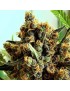 Criminal Plus 3 Femminiz seeds. - Ripper Seeds