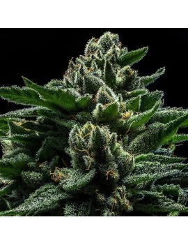 DO-G Femminiz. 3 Samen - Ripper Seeds