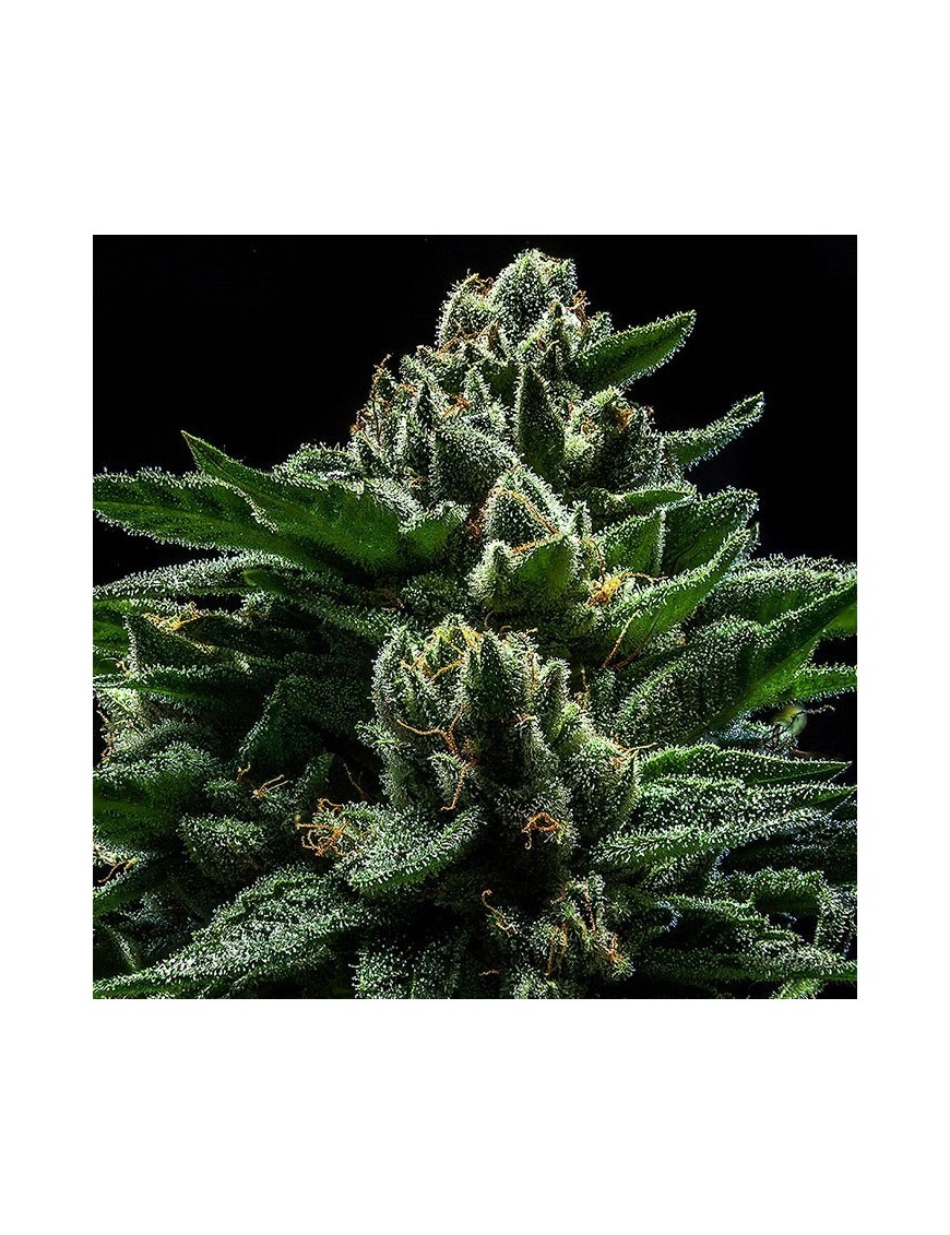 DO-G Femminiz. 3 Samen - Ripper Seeds