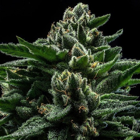 DO-G Femminiz. 3 Samen - Ripper Seeds