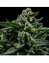 DO-G Femminiz. 3 Samen - Ripper Seeds