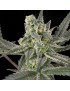 Old School Femminiz. 3 seeds - Ripper Seeds