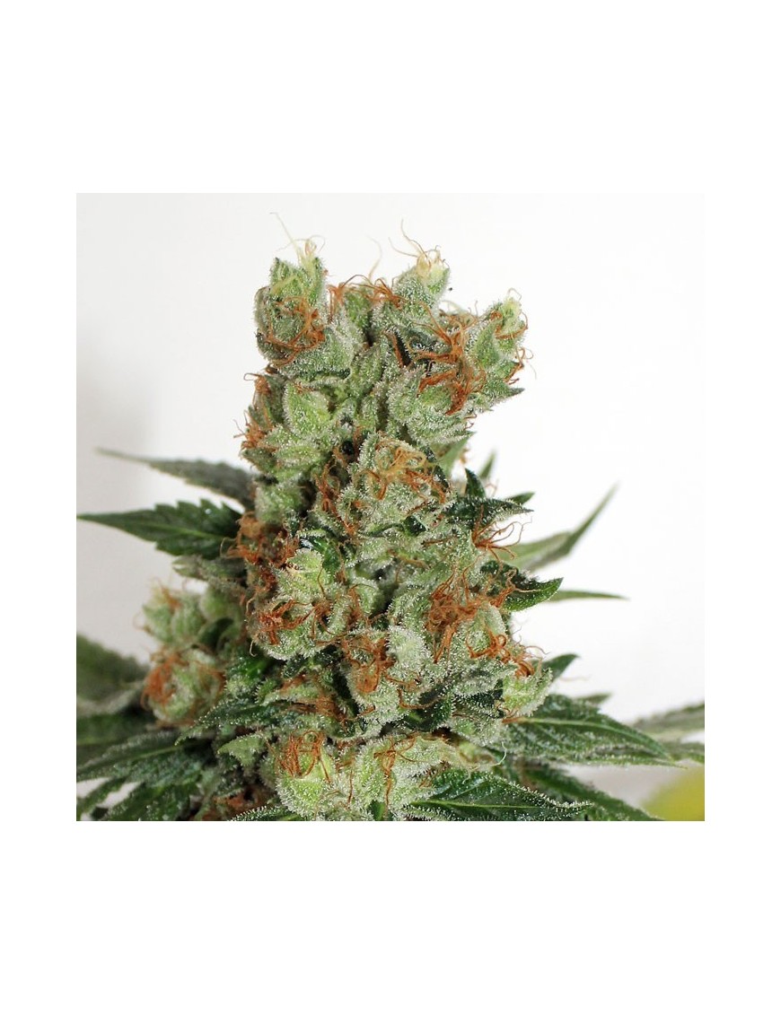 Kraftstoff OG Femminiz. 3 Samen - Ripper Seeds