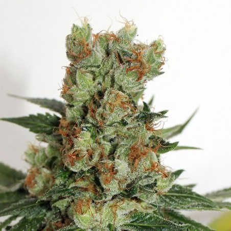 Kraftstoff OG Femminiz. 3 Samen - Ripper Seeds