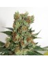 Kraftstoff OG Femminiz. 3 Samen - Ripper Seeds