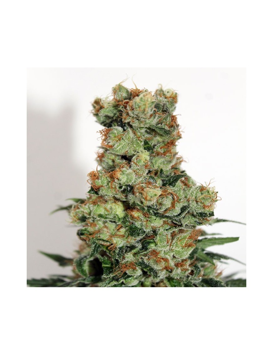 Ripper Badazz Femminiz. 3 seeds - Ripper Seeds