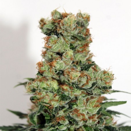 Ripper Badazz Femminiz. 3 seeds - Ripper Seeds