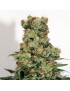 Ripper Badazz Femminiz. 3 seeds - Ripper Seeds