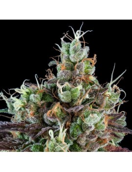 Sour Ripper Femminiz. 3 Samen - Ripper Seeds