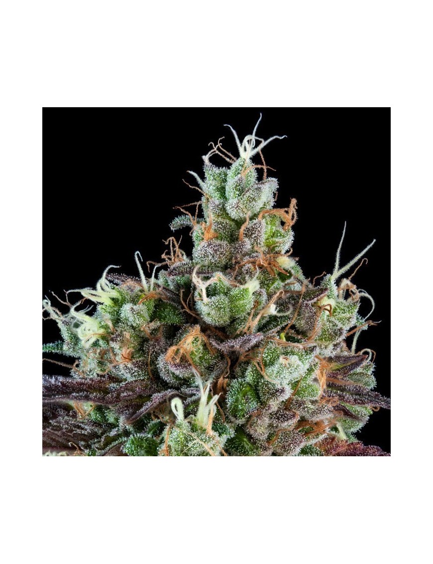 Sour Ripper Femminiz. 3 Samen - Ripper Seeds