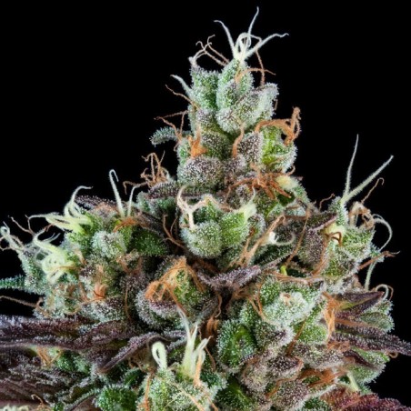 Sour Ripper Femminiz. 3 Samen - Ripper Seeds