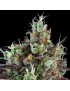 Sour Ripper Femminiz. 3 Samen - Ripper Seeds