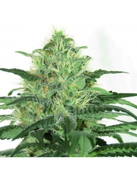 Sideral Femminiz. 3 semi - Ripper Seeds