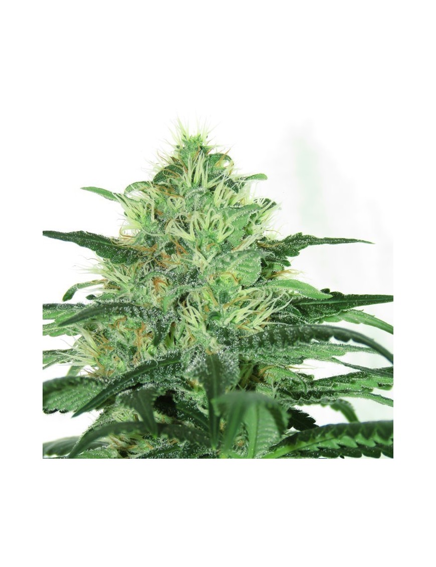 Sideral Femminiz. 3 Samen - Ripper Seeds