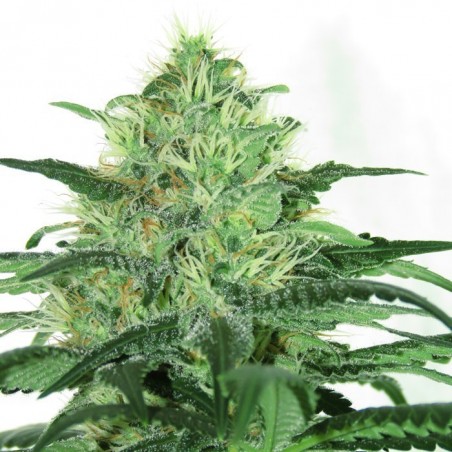 Sideral Femminiz. 3 Samen - Ripper Seeds