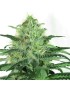 Sideral Femminiz. 3 Samen - Ripper Seeds